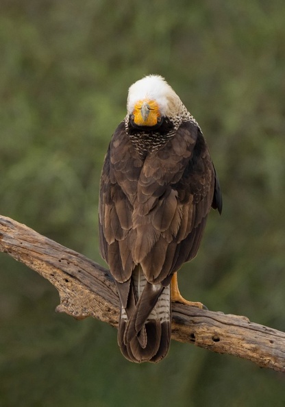 Northern Crested Caracara Display by Ann Gillis.jpg